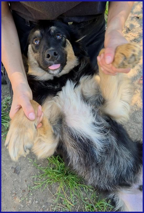 SEMOLINO CUCCIOLOTTO 6 MESI MIX BORDER...LA SUA FAMIGLIA HA RINUNCIATO A LUI ED ORA NE CERCA UNA NUOVA PER SEMPRE! Foto 3